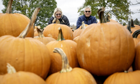 Än blomstrar pumpaförsäljningen i Björsby