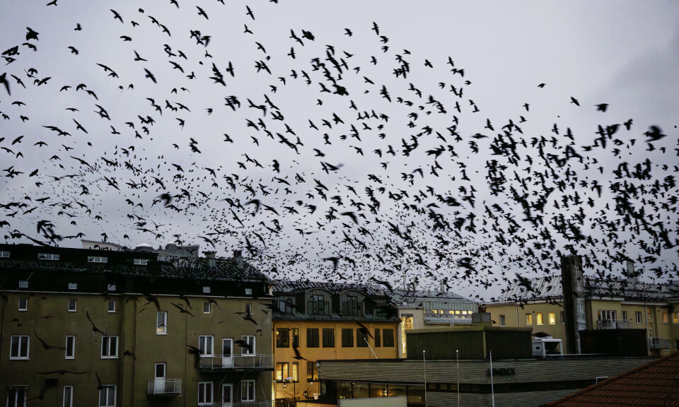 Tusentals kajor har mellanlandat i Mariehamn