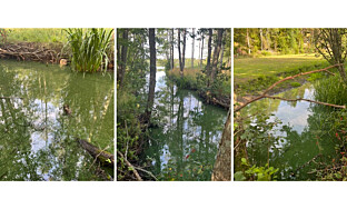 Föreningen: Oseriöst utlåtande om träsket