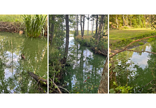 Föreningen: Oseriöst utlåtande om träsket