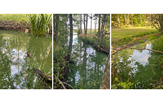 Föreningen: Oseriöst utlåtande om träsket