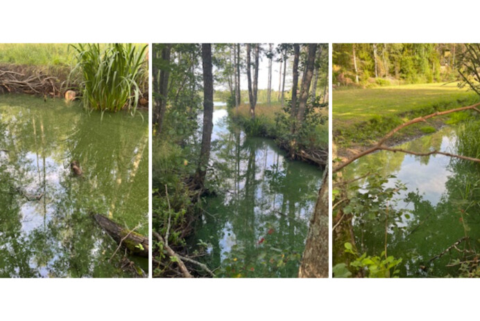 Föreningen: Oseriöst utlåtande om träsket