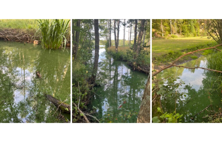 Föreningen: Oseriöst utlåtande om träsket