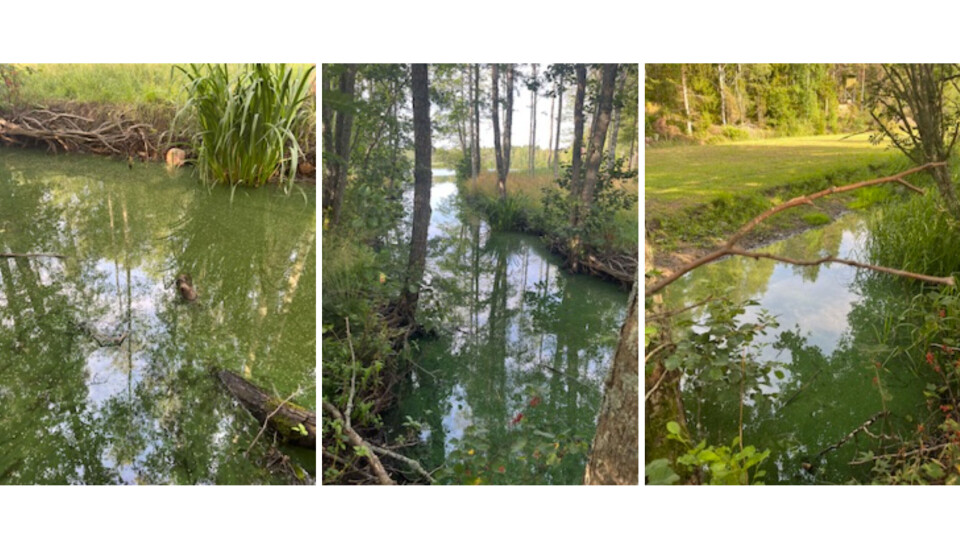 Under sommaren var algblomningen kraftig i träsket Träsk i Finby i Sund.