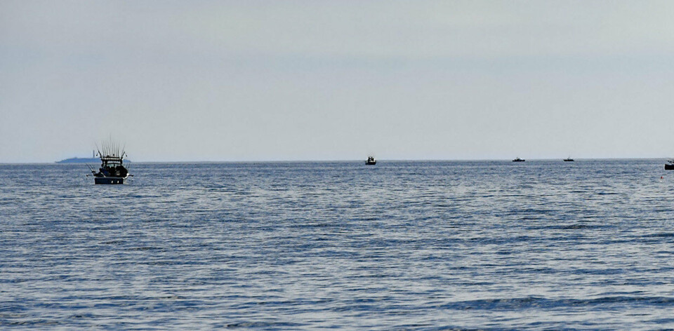 Fritidsfiske av lax tillåts från 1 maj