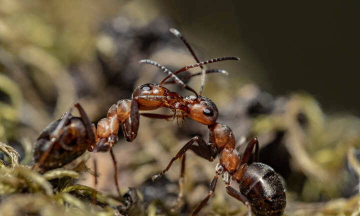 Beredskapen bygger på samarbete