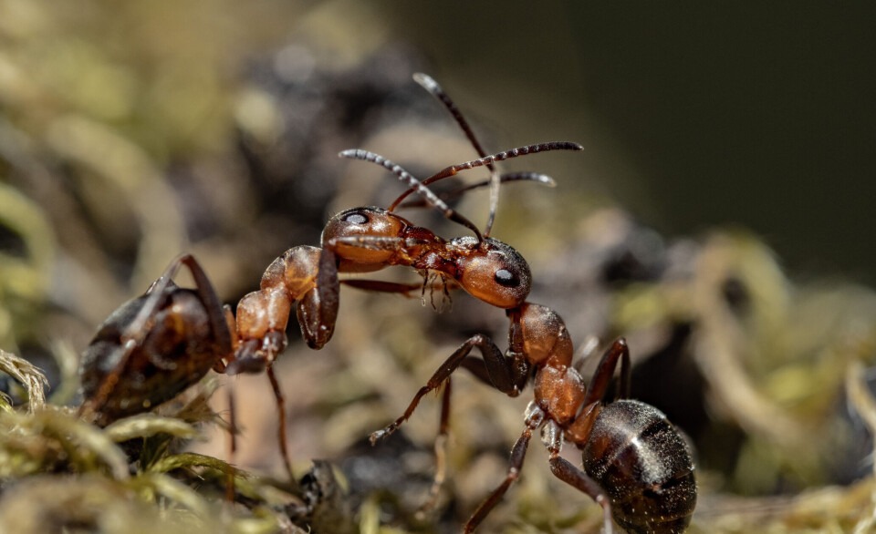Beredskapen bygger på samarbete