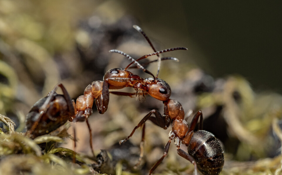 Beredskapen bygger på samarbete