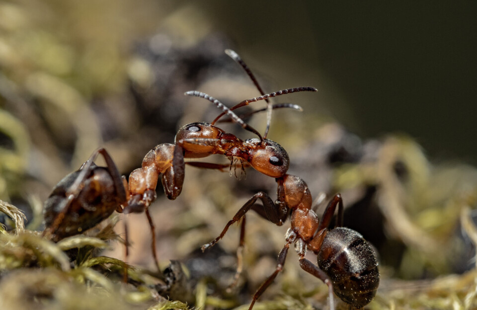 Beredskapen bygger på samarbete