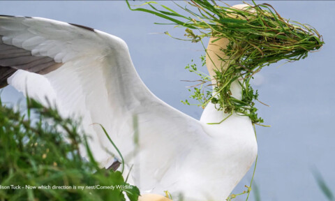 Final i tävlingen med komiska djurbilder