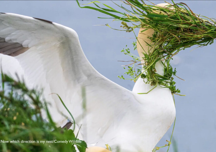 Final i tävlingen med komiska djurbilder