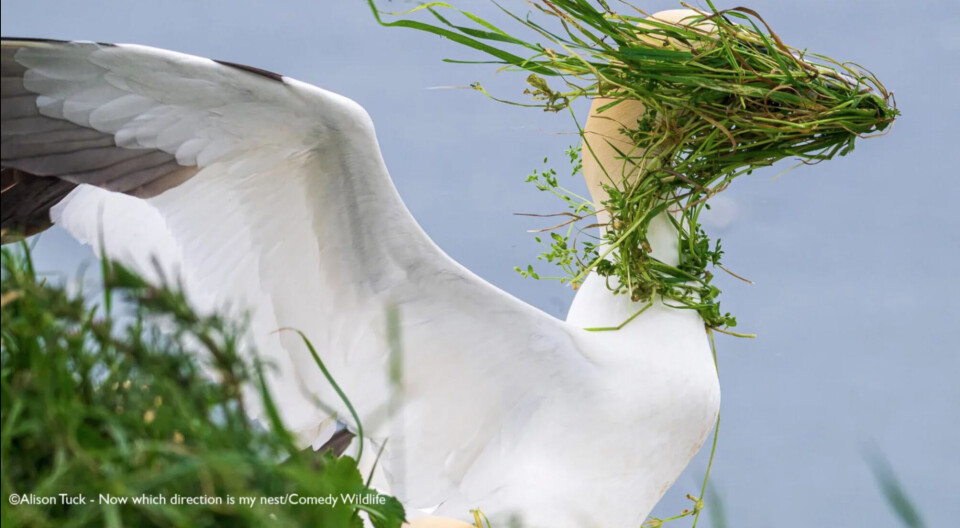 ”Ok, var är mitt bo?”, av Alison Tuck.