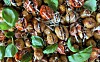 Färskpotatis, nypotatis och nypäron | Ålandstidningen