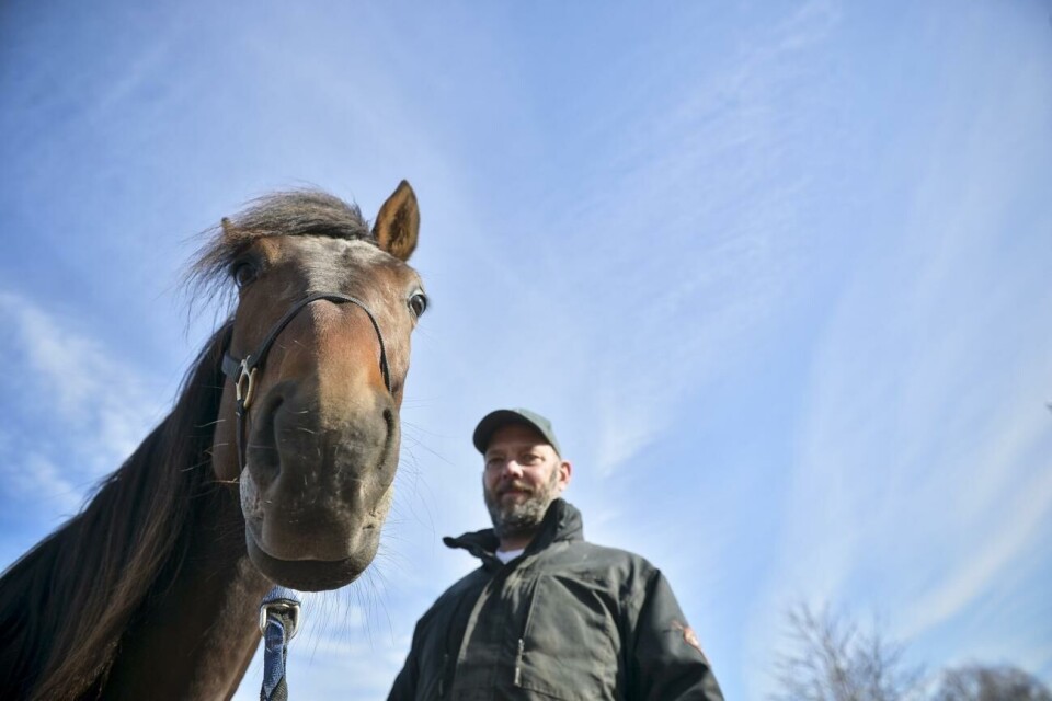 Ulf Erikssons Timorol gör V75-debut på Östersundstravet i dag. Foto: Hülya Tokur-Ehres