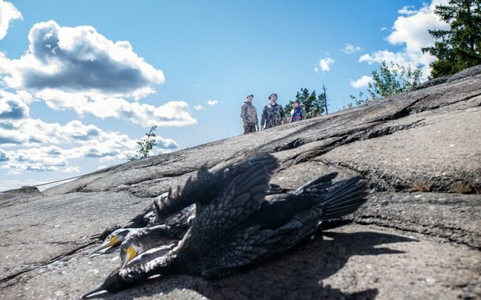Under skarvsmällen gör jägare runt om på Åland en gemensam insats för skyddsjakten på storskarv.Foto: Amir Karbalaei