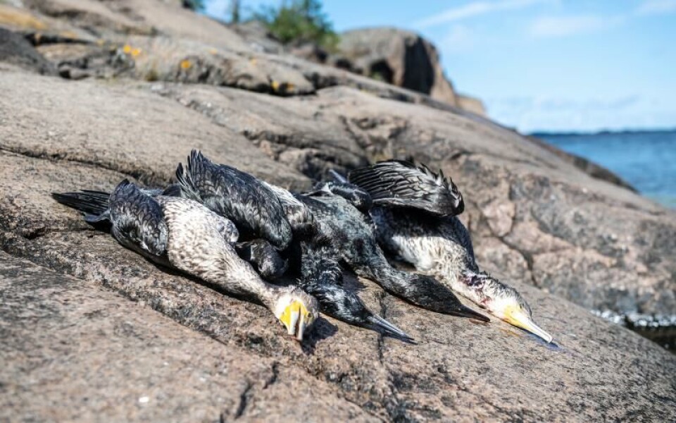 Syftet med skyddsjakten på skarv är att skydda fiskebestånd, vatten och skog. Förutom att skarven lever av fisk gör dess avföring att nästan all växtlighet dör om en koloni håller till på en holme.Foto: Amir Karbalaei