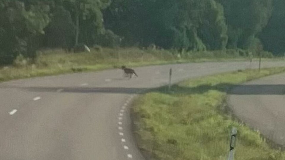 Vargen som sågs i Finström förra veckan får skjutas.