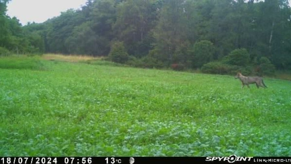 En viltkamera fångade vargen på bild.