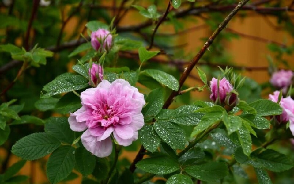 Foto: Mona Gyllendahl