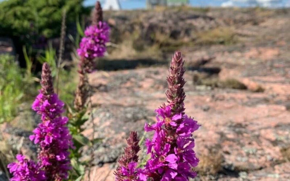 Foto: Katarina Granström