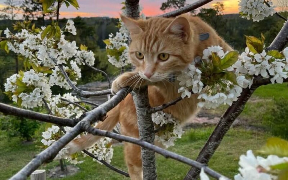 Foto: Malin Frantzén-Engblom