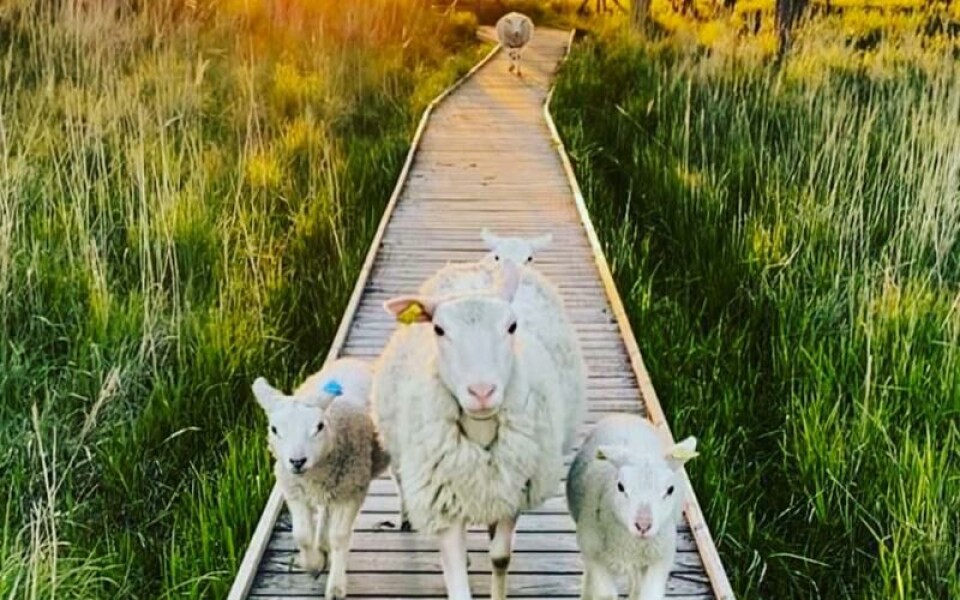 Foto: Sanna Hillberg