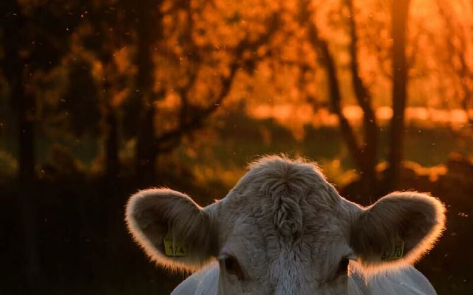 Foto: Marie-Louise Samuelsson-Carlsson