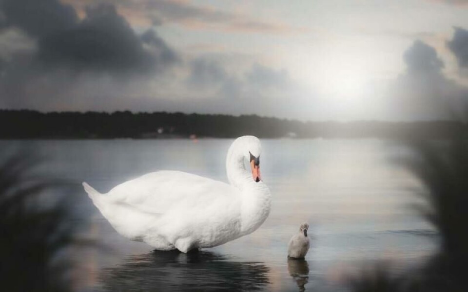 Foto: Andrejs Maculskis