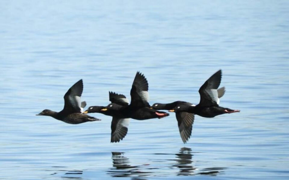 Foto: Anders Svebilius