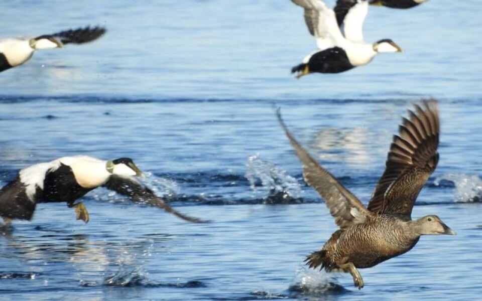 Foto: Anders Svebilius