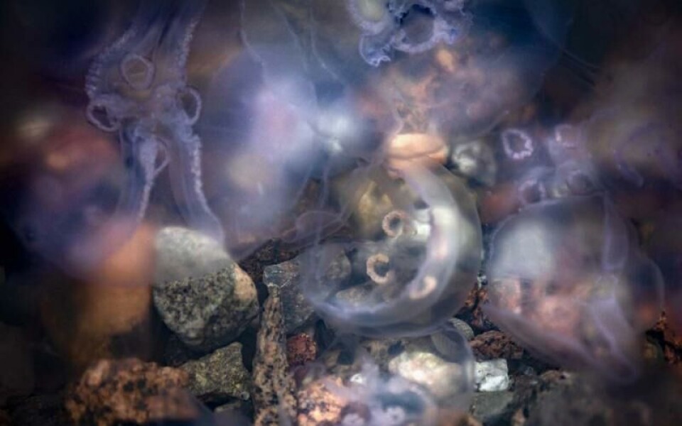 Foto: Camilla Sipponen