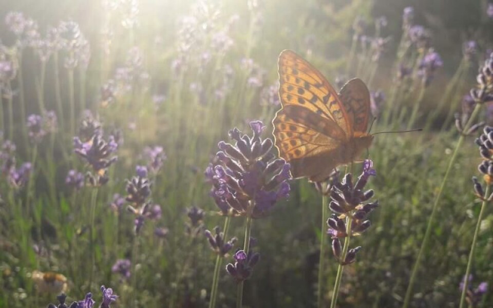 Foto: Annika Hollsten