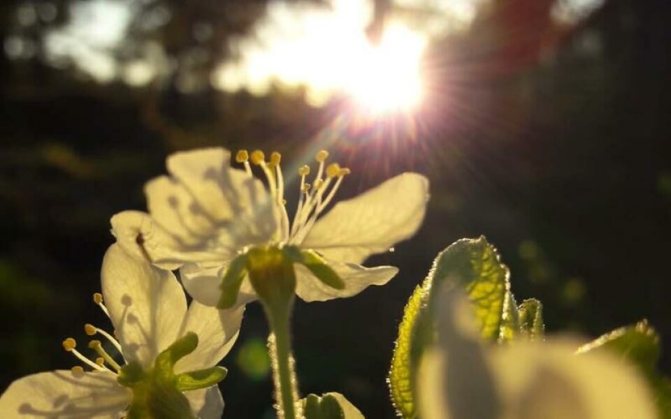 Foto: Annika Hollsten