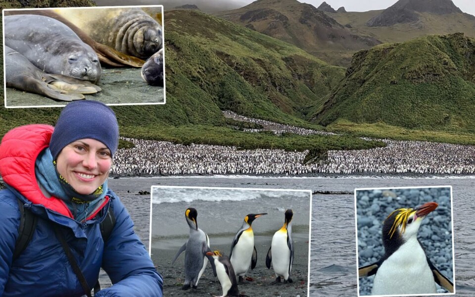 Marina Donner vandrade bland pingviner och sjöelefanter