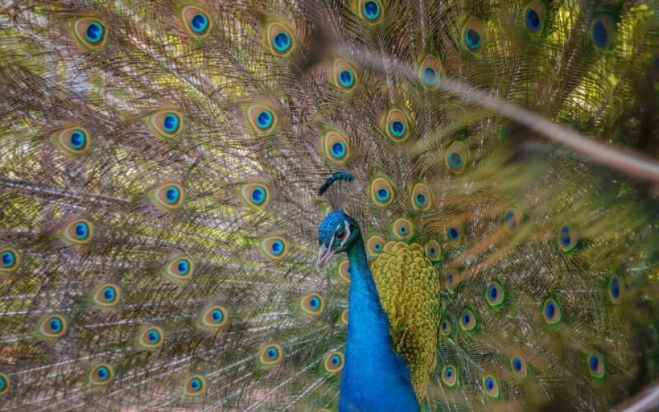 Foto: Andrejs Maculskis