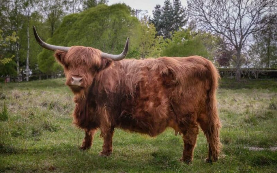 Foto: Andrejs Maculskis