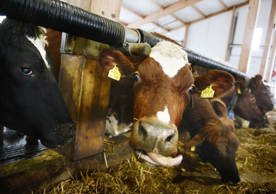 Haga kungsgård är Ålands största mjölkgård och också den gård som därmed tilldelas störst summa av landskapsregeringen eftersom 140 euro per ko betalas ut som krisstöd. På Haga kungsgård finns det i dag närmare 270 kor.@Foto:Staffan Lund