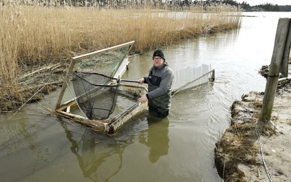 Kanalen byggdes 2019. Man ville framför allt få in mer gäddor och abborrar till Torpfjärden, säger Torsten Fredriksson.Foto: Robert Jansson