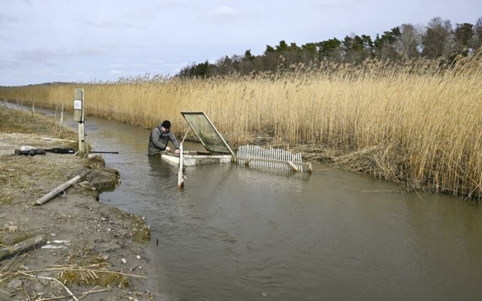 Under en dryg månad räknas fiskarna i fällan dagligen. ”Sedan släpper vi dem vidare”, säger Torsten Fredriksson.Foto: Robert Jansson