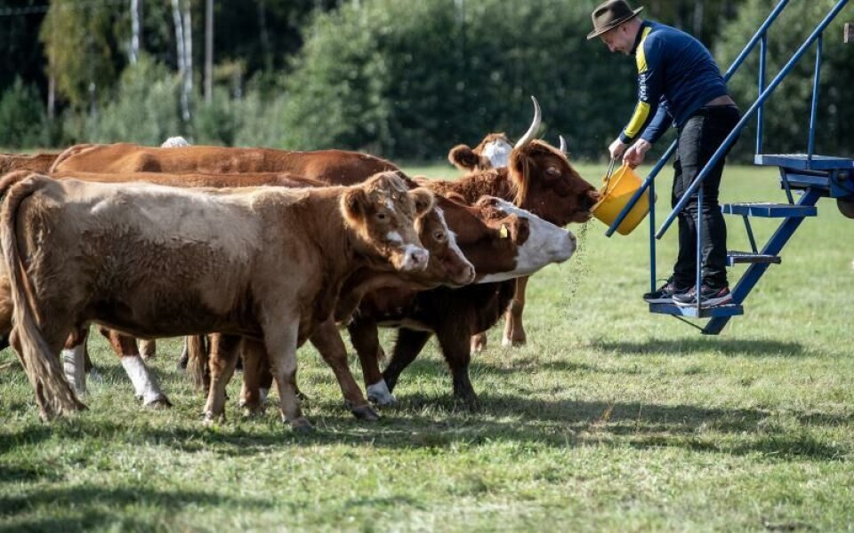 ”Det är ganska många deltagare i Lemland och Lumparland i år, så det känns roligt”, säger Simon Rosenberg från Haddnäs gård.Foto: Hülya Tokur-Ehre