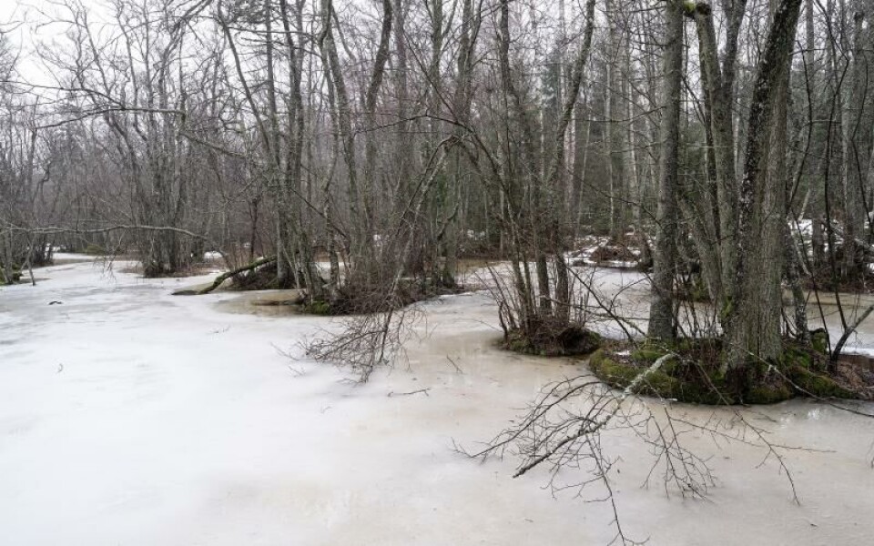 Vandring vid Dalkarby träsk, vattentäkter, Östersjöns dagFoto: DANIEL ERIKSSON