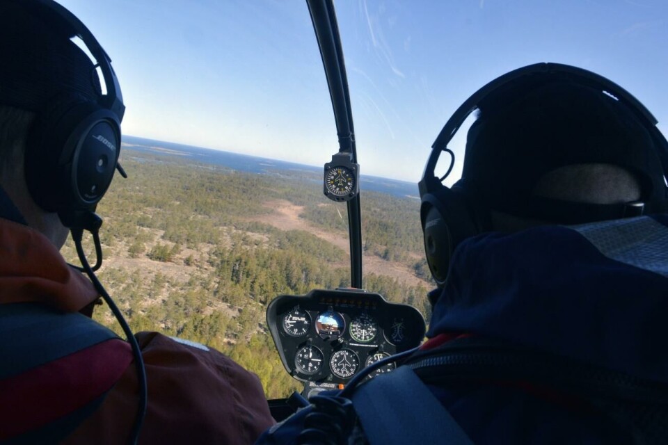 De räknar havsörn och fiskgjuse – från helikopter
