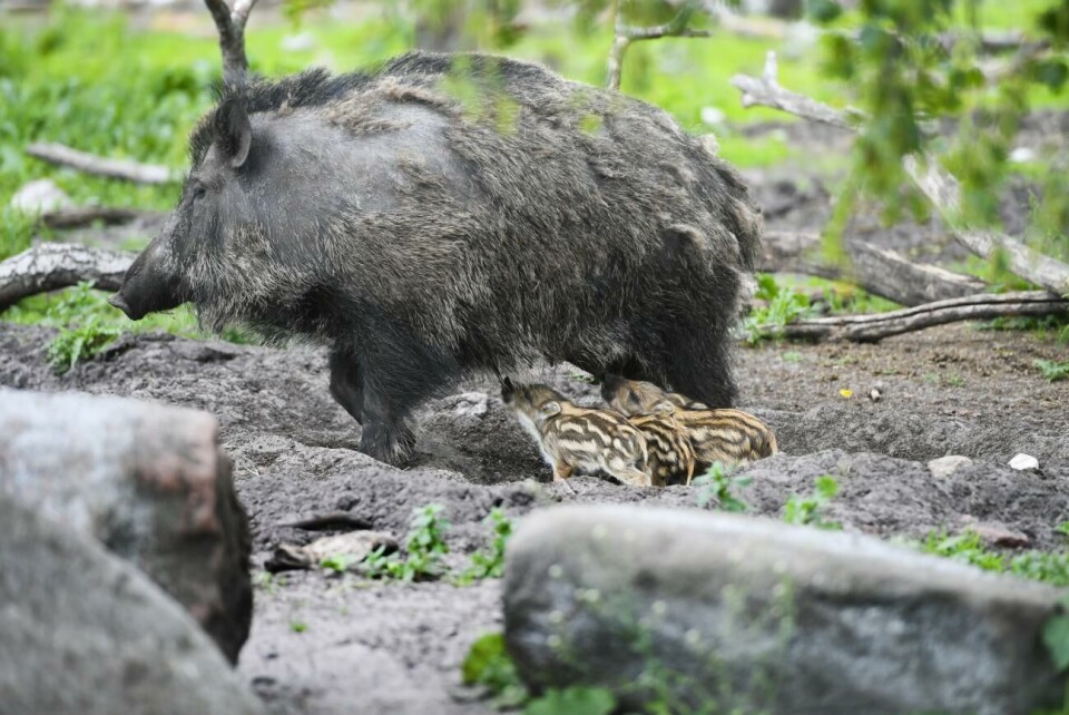 Det vildsvin som upphittades på torsdagsmorgonen var inte smittat av svinpest. Arkivbild. ”Suggorna är väldigt beskyddande”, säger Kathrin Granberg-Elimä.