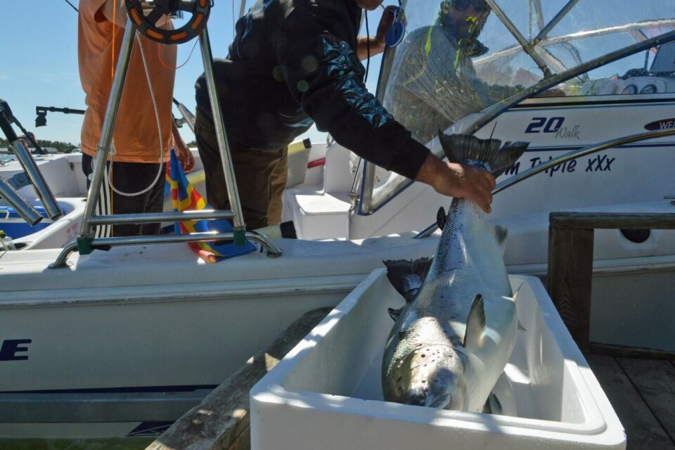 EU överväger förbud mot laxfiske