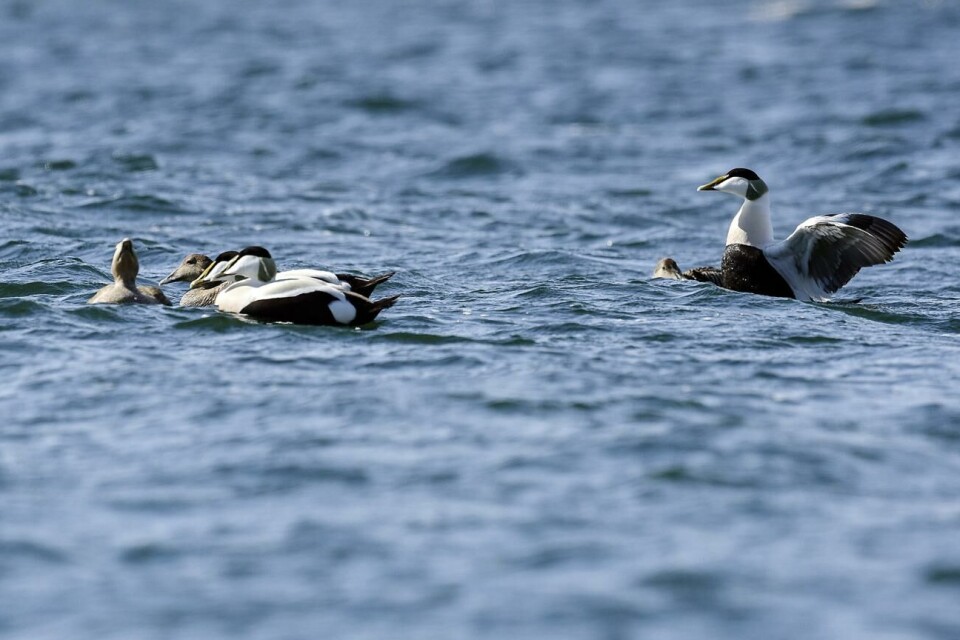 Fågelinfluensa på Åland - döda ejdrar har testat positivt
