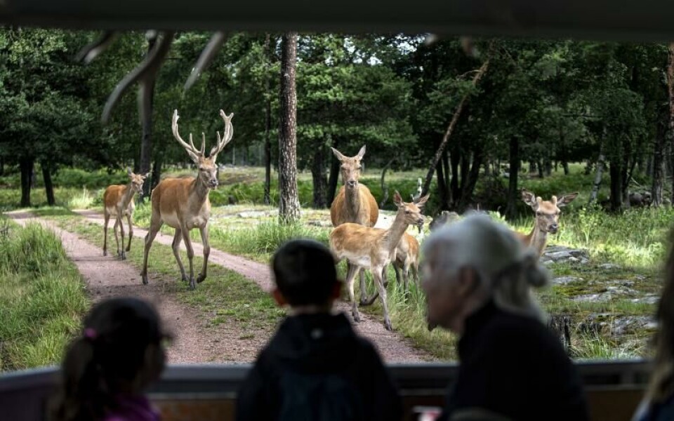 Foto: Amir Karbalaei