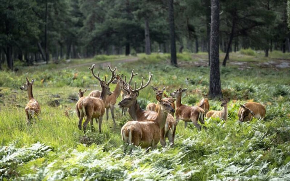 Foto: Amir Karbalaei