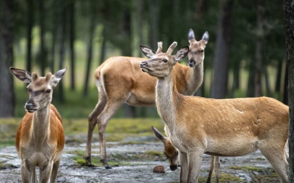 Foto: Amir Karbalaei