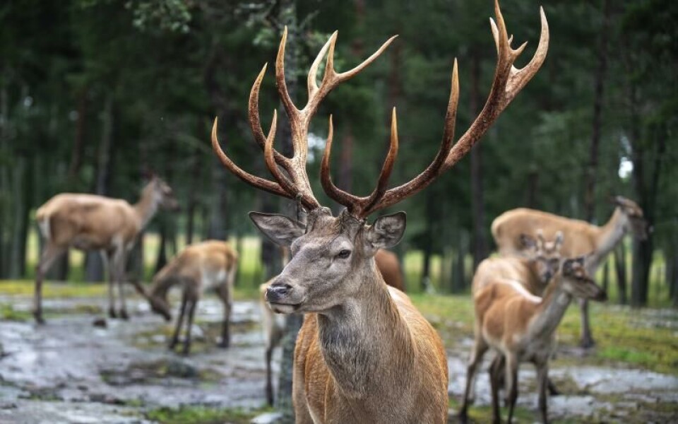 Foto: Amir Karbalaei