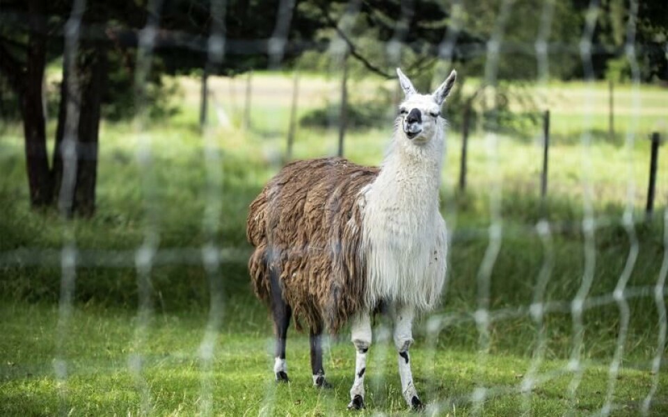 Foto: Amir Karbalaei